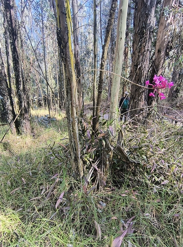 Epidendrum jamiesonis, photograph 1