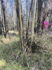 Epidendrum jamiesonis