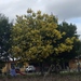 Acacia decurrens