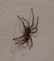 Araneae