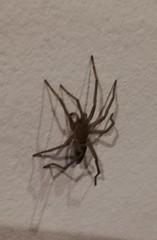 Araneae