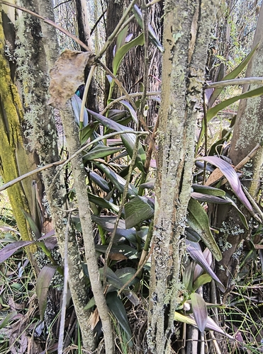 Epidendrum jamiesonis, photograph 2