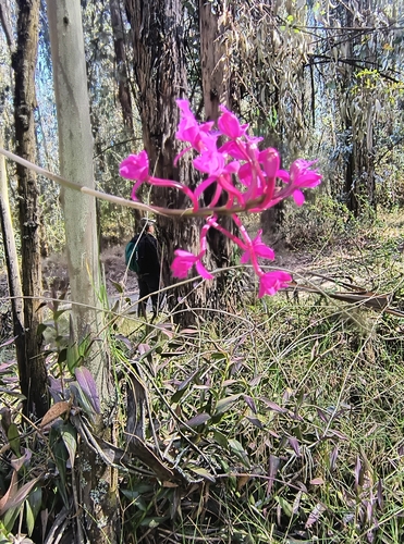 Epidendrum jamiesonis, photograph 3