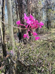 Epidendrum jamiesonis, photograph (c) Pablo Bombín, some rights reserved (CC BY)