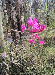Epidendrum jamiesonis, photograph (c) Pablo Bombín, some rights reserved (CC BY)