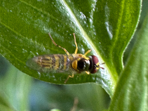 Allograpta obliqua observed 2026-08-14