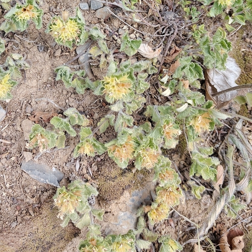 Teucrium pyrenaicum, photograph 4