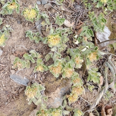(c) Oisín, some rights reserved (CC BY) Teucrium pyrenaicum, photograph (c) Oisín, some rights reserved (CC BY)