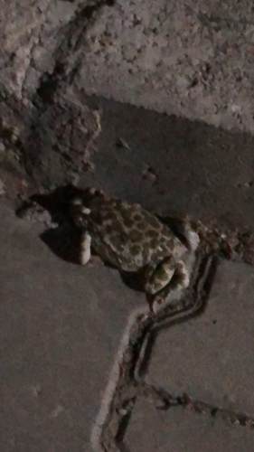 Green Toad