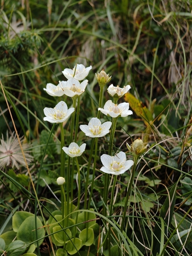 marsh grass-of-Parnassus