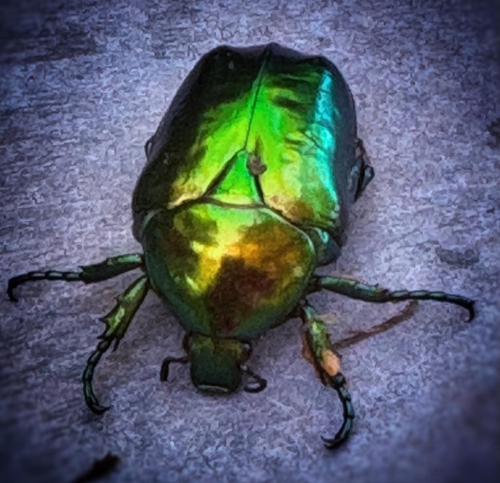 Big Rose-chafer