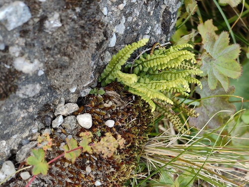 green spleenwort