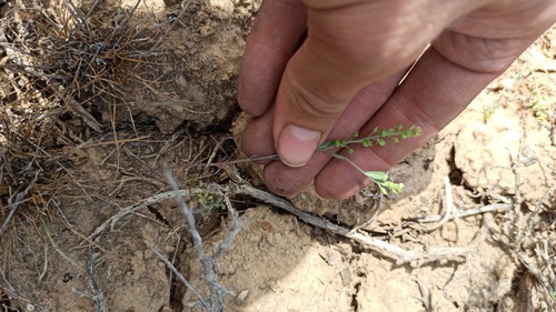 Alyssum turkestanicum, photograph 6