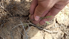 Alyssum turkestanicum, photograph ivansemenkov, CC BY, iNaturalist via GBIF