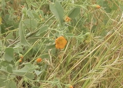 Abutilon fruticosum