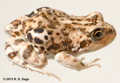 Pleurodema bufoninum