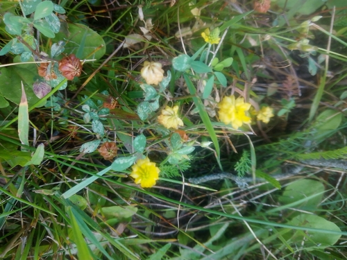 hop trefoil