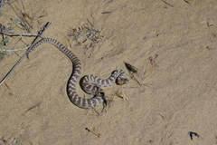 Gloydius halys caraganus