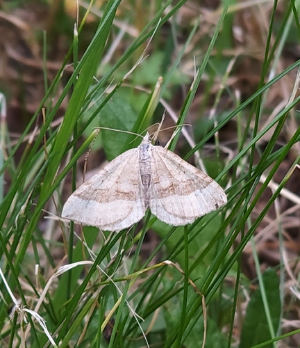 Shaded Broad-bar
