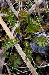 Geum laciniatum