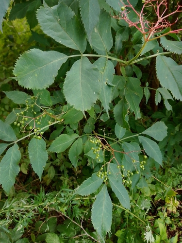 European black elderberry