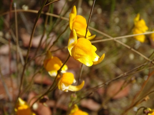 Genlisea aurea