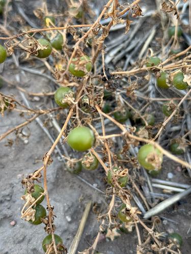 Cutleaf Nightshade