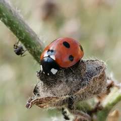 Coccinella septempunctata
