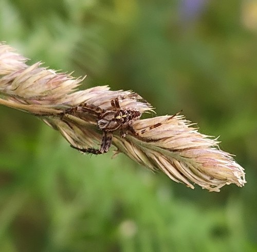 Cross Orbweaver