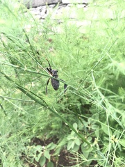 Acanthocephala thomasi