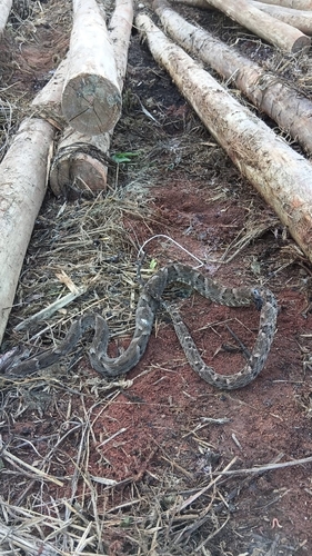 Whitetail Lancehead