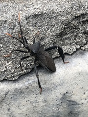 Acanthocephala thomasi