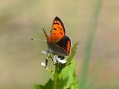 Lycaena phlaeas hypophlaeas