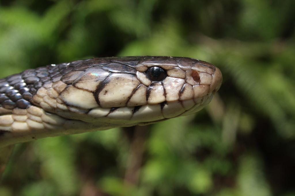 São Tomé Cobra