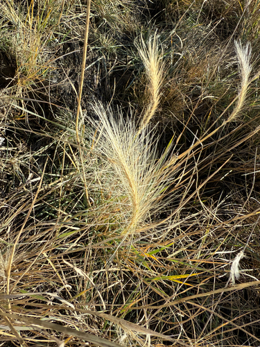 Foxtail Barley