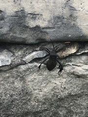 Acanthocephala thomasi