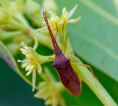 Gonocerus insidiator