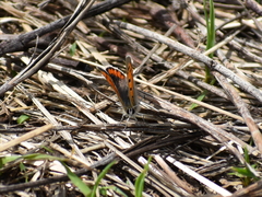 Lycaena phlaeas hypophlaeas