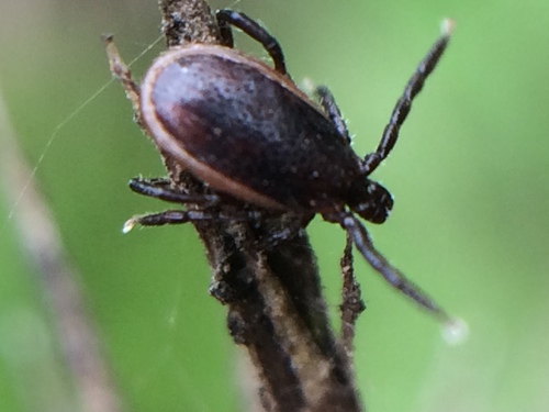 Western Black-legged Tick