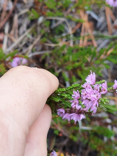 common heather