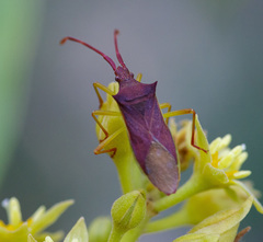 Gonocerus insidiator
