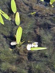Sagittaria filiformis, photograph (c) Patrick Belk, some rights reserved (CC BY)
