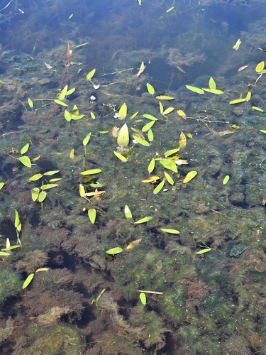 Sagittaria filiformis, photograph 3