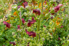 Scrophularia sublyrata