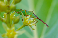 Gonocerus insidiator
