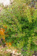 Scrophularia sublyrata