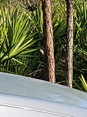 Melanerpes carolinus