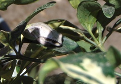 Mixteca Alta Treefrog photo 4