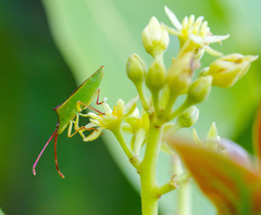 Gonocerus insidiator