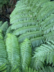 Cyathea australis